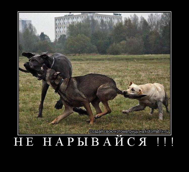 Котоматрица: не нарывайся !!! 