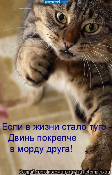Если в жизни стало туго - Двинь покрепче в морду друга!... Котоматрица: Если в жизни стало туго - Двинь покрепче в морду друга!