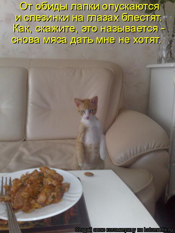 От обиды лапки опускаются и слезинки на глазах блестят. Как, скажите, это называется - снова мяса дат... Котоматрица: От обиды лапки опускаются и слезинки на глазах блестят. Как, скажите, это называется - снова мяса дать мне не хотят.