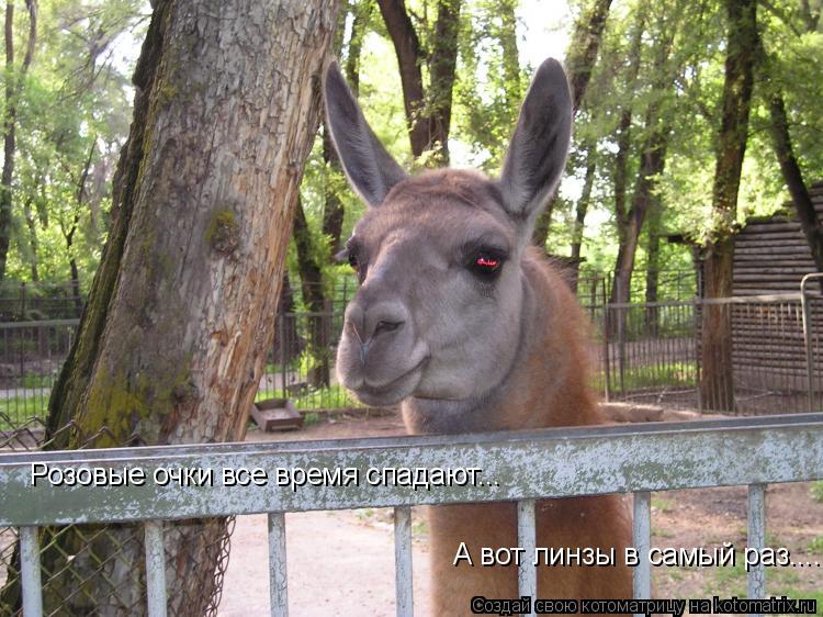 Розовые очки все время спадают... А вот линзы в самый раз.......... Котоматрица: Розовые очки все время спадают... А вот линзы в самый раз.......