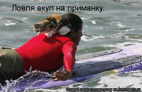 Ловля акул на приманку.... Котоматрица: Ловля акул на приманку.