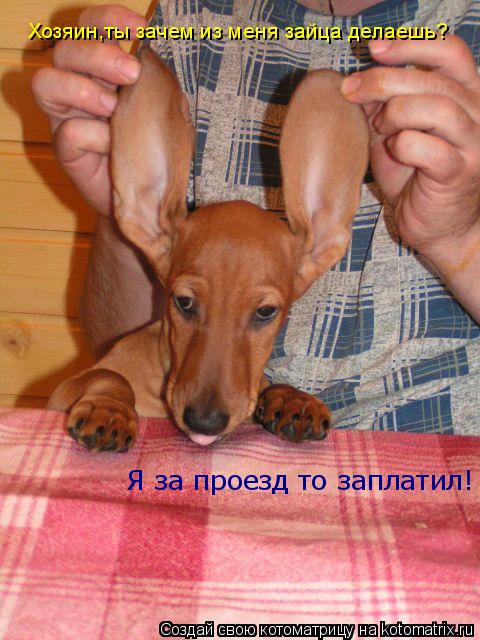 Котоматрица: Хозяин,ты зачем из меня зайца делаешь? Я за проезд то заплатил!