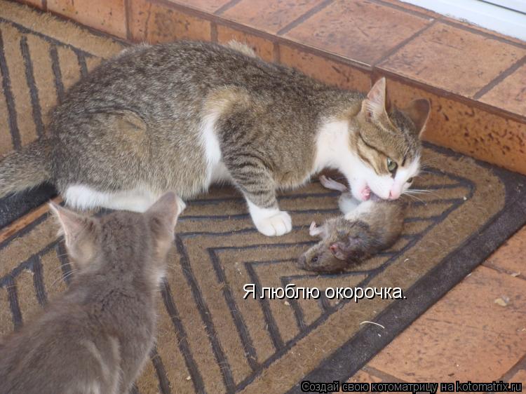 Котоматрица: Я люблю окорочка.
