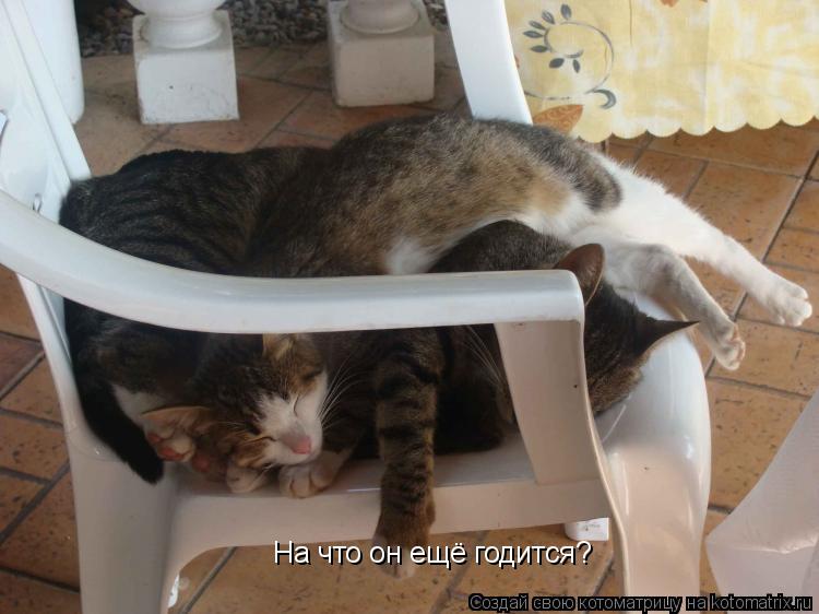 Котоматрица: На что он ещё годится?