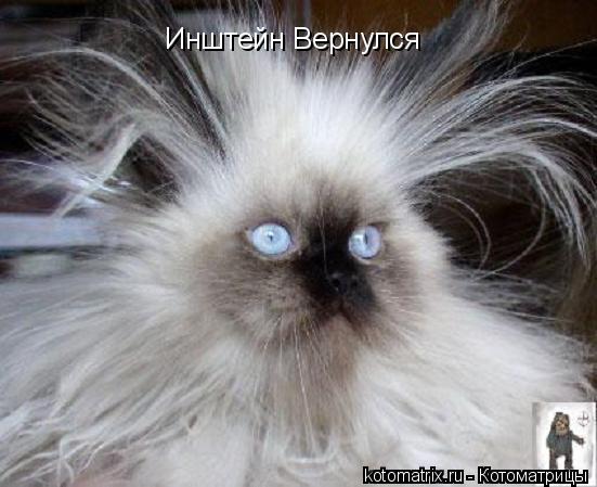 Котоматрица: Инштейн Вернулся