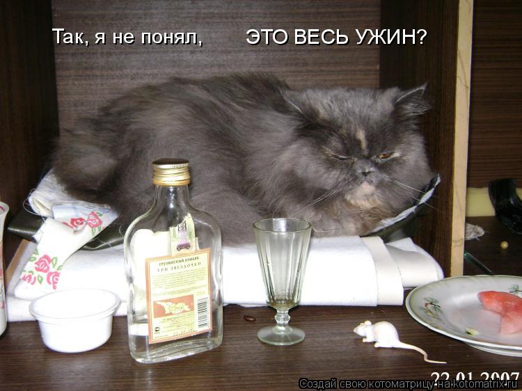 Котоматрица: ЭТО ВЕСЬ УЖИН? Так, я не понял,