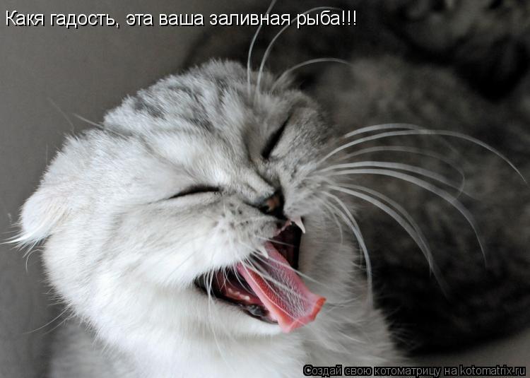 Котоматрица: Какя гадость, эта ваша заливная рыба!!!