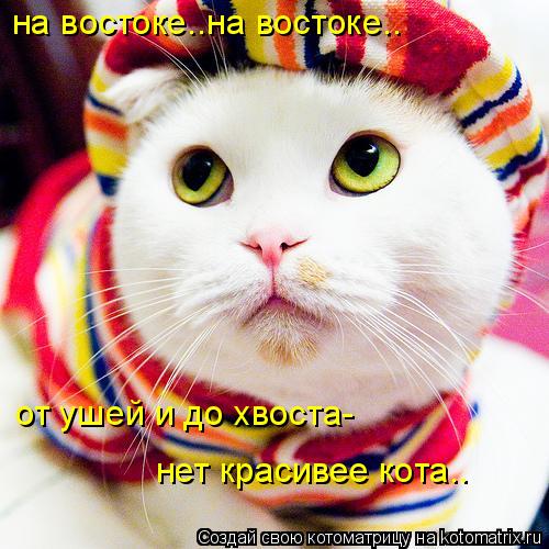Котоматрица: на востоке..на востоке.. от ушей и до хвоста- нет красивее кота..