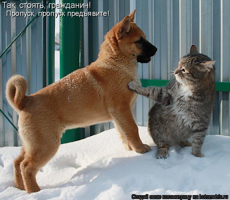 Котоматрица: Так, стоять, гражданин! Пропуск, пропуск предъявите!