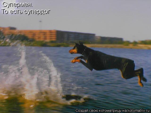 Котоматрица: Супермен. То есть супердог