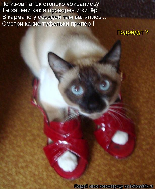 Котоматрица: Чё из-за тапок столько убивались? Ты зацени как я проворен и хитёр : В кармане у соседей там валялись... Смотри какие туфельки припёр ! Подойду