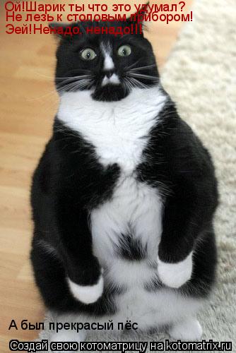 Ой!Шарик ты что это удумал? Эей!Ненадо, ненадо!!! Не лезь к столовым прибором! А был прекрасый пёс... Котоматрица: Ой!Шарик ты что это удумал? Эей!Ненадо, ненадо!!! Не лезь к столовым прибором! А был прекрасый пёс