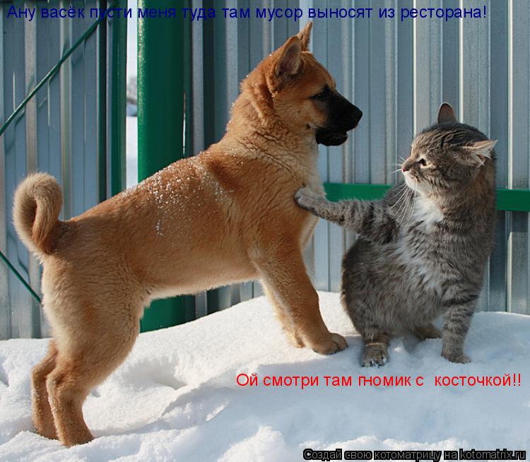 Ой смотри там гномик с косточкой!! Ану васёк пусти меня туда там мусор выносят из ресторана!... Котоматрица: Ой смотри там гномик с косточкой!! Ану васёк пусти меня туда там мусор выносят из ресторана!