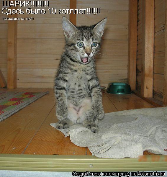 ШАРИК!!!!!!!! Сдесь было 10 котллет!!!!!! попадёшся ты мне!!... Котоматрица: ШАРИК!!!!!!!! Сдесь было 10 котллет!!!!!! попадёшся ты мне!!