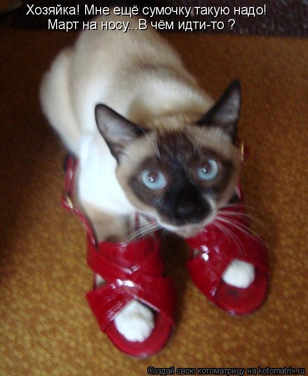 Котоматрица: Хозяйка! Мне ещё сумочку такую надо! Март на носу...В чём идти-то ?