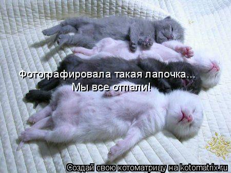 Фотографировала такая лапочка... Мы все отпали!... Котоматрица: Фотографировала такая лапочка... Мы все отпали!