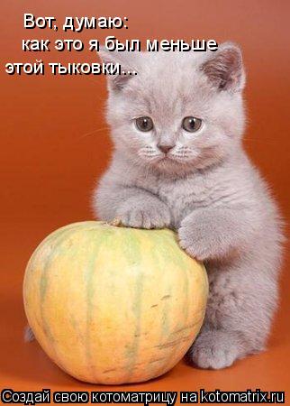 Вот, думаю: как это я был меньше этой тыковки...... Котоматрица: Вот, думаю: как это я был меньше этой тыковки...