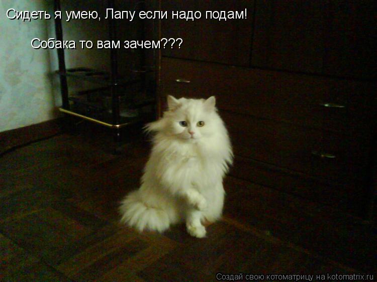 Сидеть я умею, Лапу если надо подам! Собака то вам зачем???... Котоматрица: Сидеть я умею, Лапу если надо подам! Собака то вам зачем???