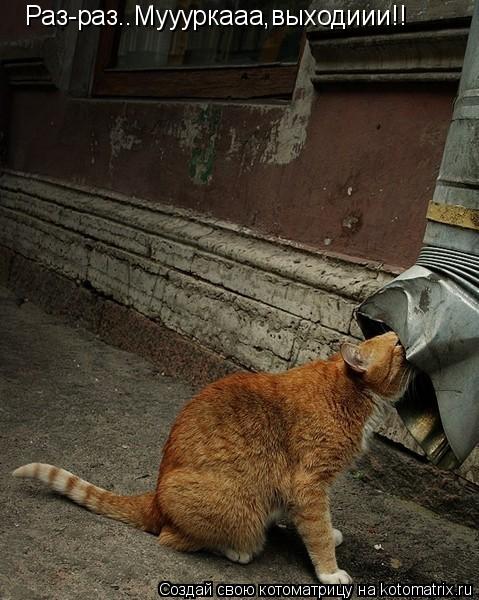 Раз-раз..Муууркааа,выходиии!!... Котоматрица: Раз-раз..Муууркааа,выходиии!!
