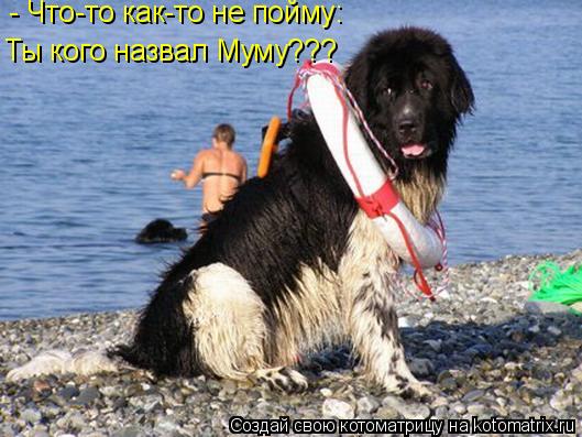 - Что-то как-то не пойму: Ты кого назвал Муму???... Котоматрица: - Что-то как-то не пойму: Ты кого назвал Муму???