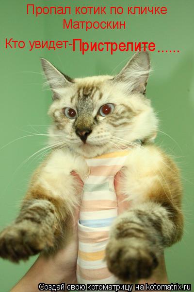 Пропал котик по кличке Матроскин Кто увидет- Пристрелите ......... Котоматрица: Пропал котик по кличке Матроскин Кто увидет- Пристрелите ......