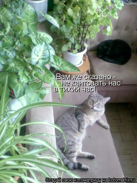 Вам же сказано - не кантовать нас в тихий час!... Котоматрица: Вам же сказано - не кантовать нас в тихий час!