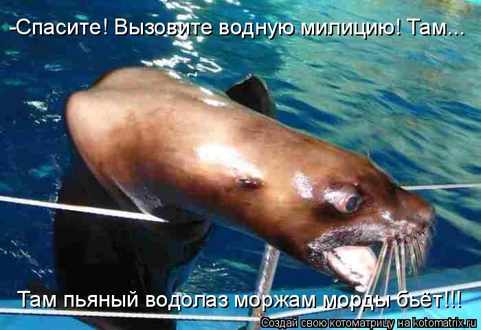 Котоматрица: -Спасите! Вызовите водную милицию! Там... Там пьяный водолаз моржам морды бьёт!!!