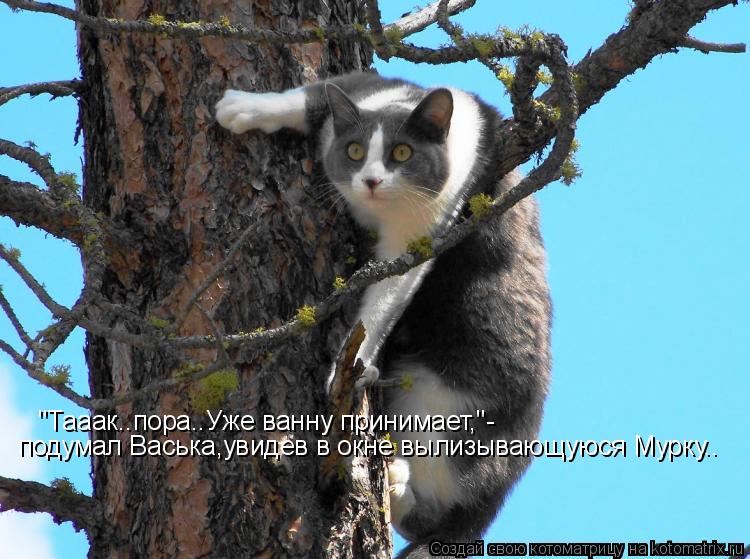 "Тааак..пора..Уже ванну принимает,"- подумал Васька,увидев в окне вылизывающуюся Мурку..... Котоматрица: "Тааак..пора..Уже ванну принимает,"- подумал Васька,увидев в окне вылизывающуюся Мурку..