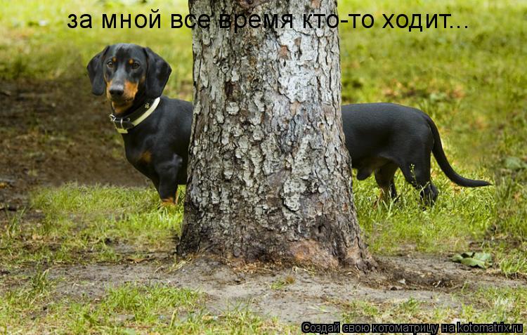 Котоматрица: за мной все время кто-то ходит...
