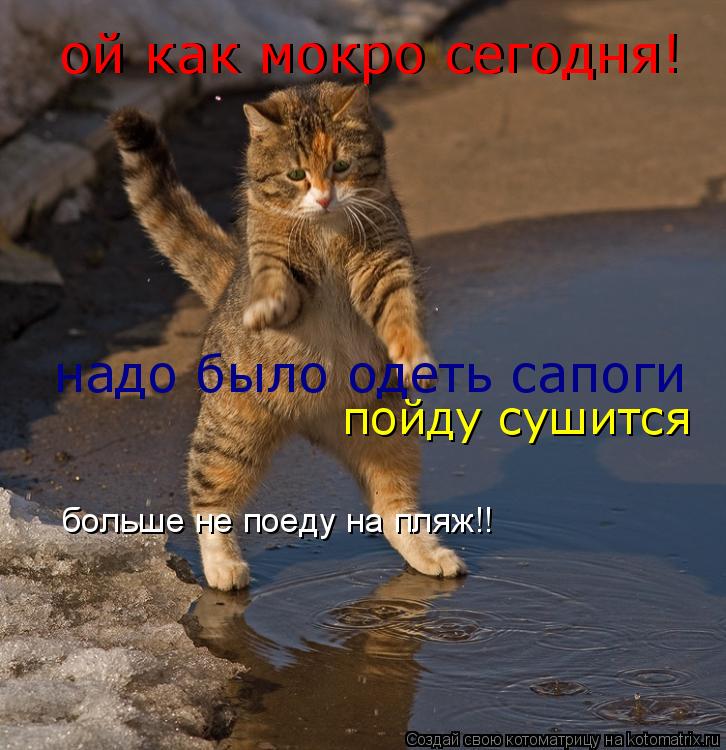 Котоматрица: ой как мокро сегодня! ой как мокро сегодня! надо было одеть сапоги пойду сушится больше не поеду на пляж!!