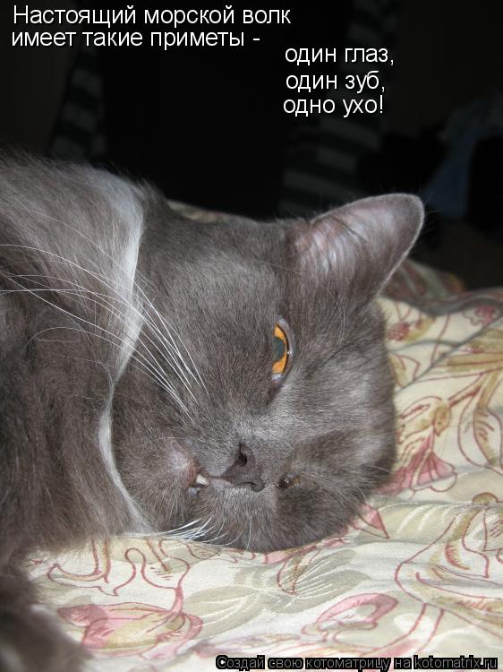 Котоматрица: Настоящий морской волк имеет такие приметы -  один глаз, один зуб, одно ухо!