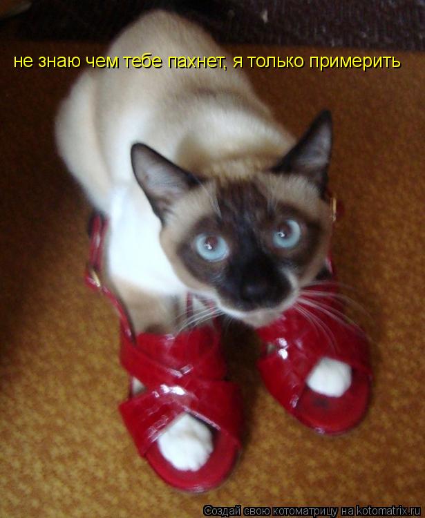 Котоматрица: не знаю чем тебе пахнет, я только примерить