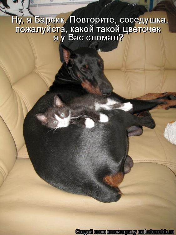Котоматрица: Ну, я Барсик. Повторите, соседушка,  пожалуйста, какой такой цветочек  я у Вас сломал?