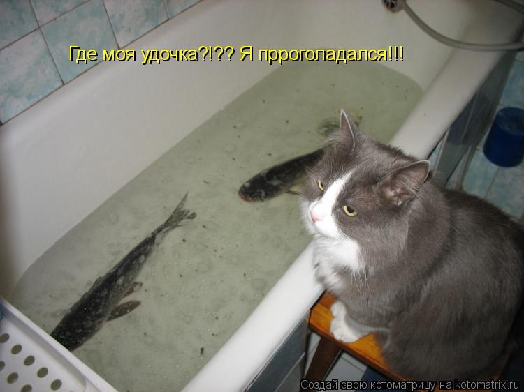 Котоматрица: Где моя удочка?!?? Я прроголадался!!!