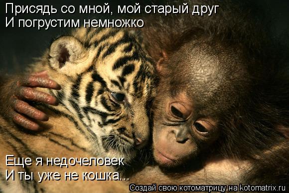 Котоматрица: Присядь со мной, мой старый друг И погрустим немножко Еще я недочеловек И ты уже не кошка...