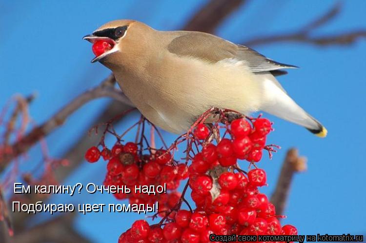 Ем калину? Оччень надо! Подбираю цвет помады!... Котоматрица: Ем калину? Оччень надо! Подбираю цвет помады!