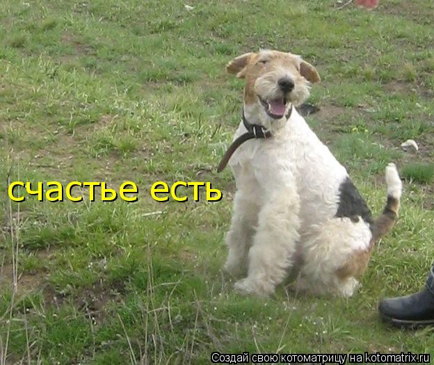 Котоматрица: счастье есть