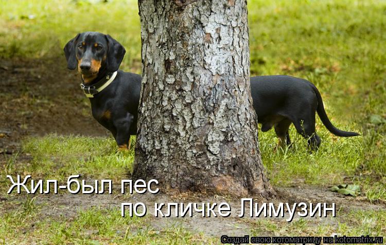 Жил-был пес по кличке Лимузин... Котоматрица: Жил-был пес по кличке Лимузин