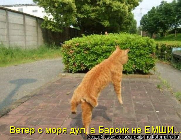 Ветер с моря дул, а Барсик не ЕМШИ...... Котоматрица: Ветер с моря дул, а Барсик не ЕМШИ...