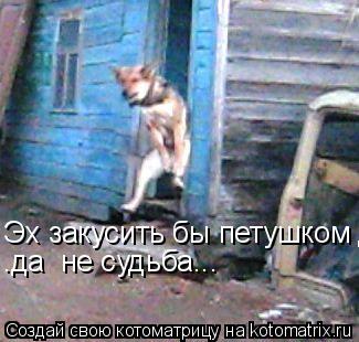 Эх закусить бы петушком да .... .да не судьба...... Котоматрица: Эх закусить бы петушком да .... .да не судьба...