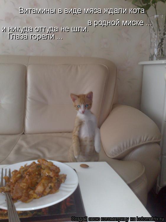 Витамины в виде мяса ждали кота в родной миске ... Глаза горели ... и никуда оттуда не шли.... Котоматрица: Витамины в виде мяса ждали кота в родной миске ... Глаза горели ... и никуда оттуда не шли.