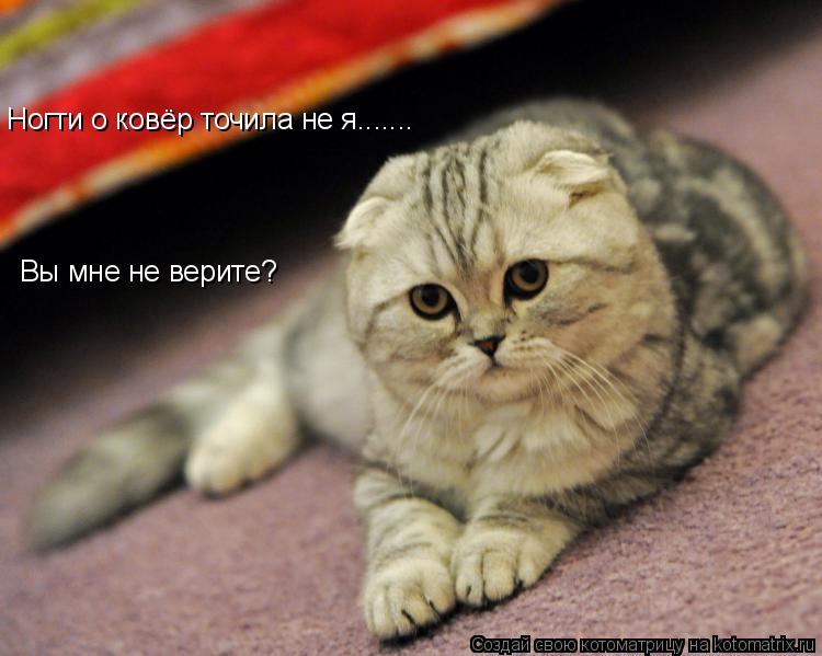 Вы мне не верите? Ногти о ковёр точила не я.......... Котоматрица: Вы мне не верите? Ногти о ковёр точила не я.......
