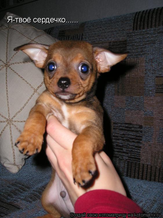 Я-твоё сердечко......... Котоматрица: Я-твоё сердечко......