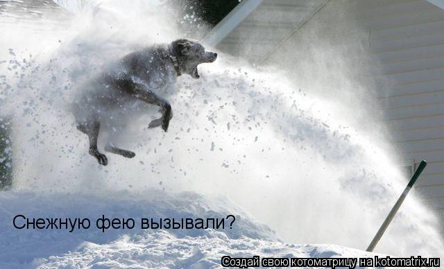 Снежную фею вызывали?... Котоматрица: Снежную фею вызывали?