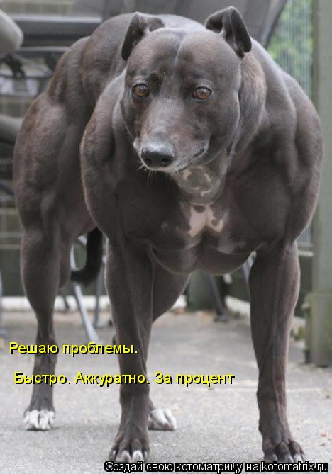 Решаю проблемы. Быстро. Аккуратно. За процент... Котоматрица: Решаю проблемы. Быстро. Аккуратно. За процент