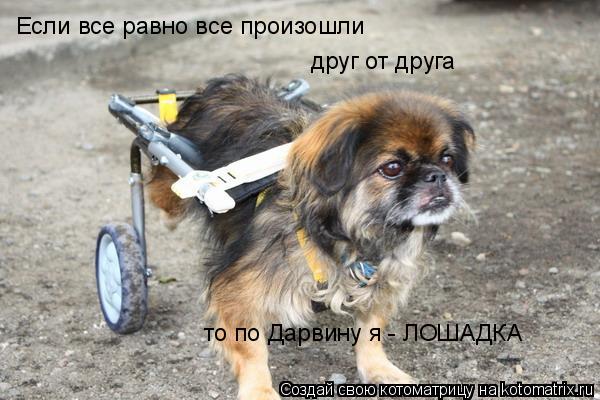 Если все равно все произошли друг от друга то по Дарвину я - ЛОШАДКА... Котоматрица: Если все равно все произошли друг от друга то по Дарвину я - ЛОШАДКА