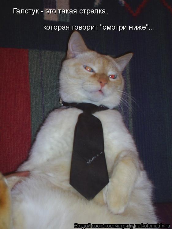 Галстук - это такая стрелка, которая говорит "смотри ниже"...... Котоматрица: Галстук - это такая стрелка, которая говорит "смотри ниже"...