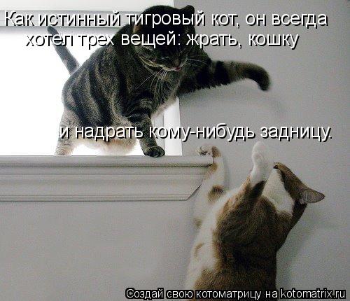 Как истинный тигровый кот, он всегда хотел трех вещей: жрать, кошку и надрать кому-нибудь задницу.... Котоматрица: Как истинный тигровый кот, он всегда хотел трех вещей: жрать, кошку и надрать кому-нибудь задницу.