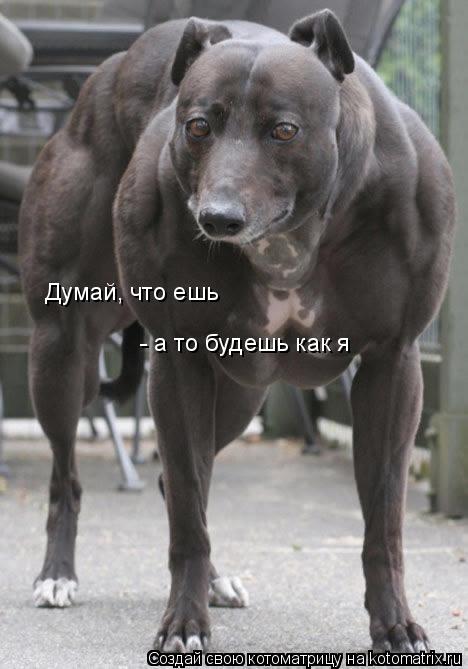 Котоматрица: Думай, что ешь - а то будешь как я