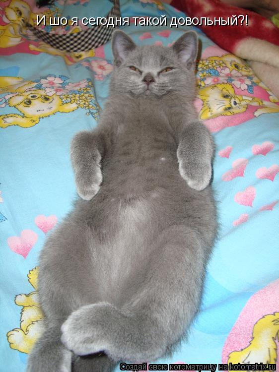 Котоматрица: И шо я сегодня такой довольный?!